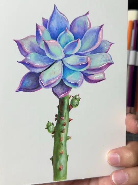 简单彩铅多肉植物