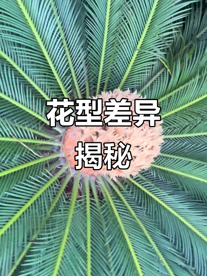 铁树开花,雌雄异形,形态各异