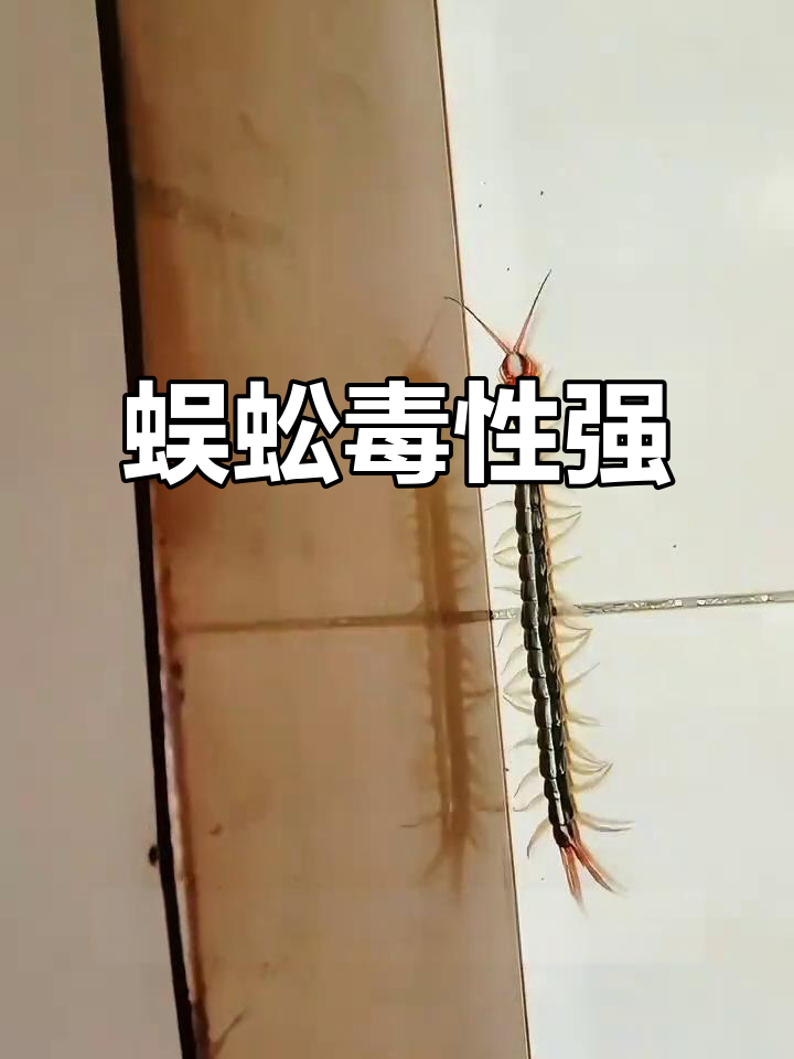 蜈蚣毒性强烈,发现时切勿拍打,应使用杀虫剂处理