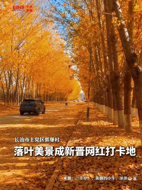 上党区郭堡区落叶美景成新晋网红打卡地!长治 落叶 秋天 网红打卡地
