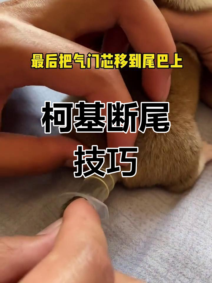 柯基为什么要断尾巴