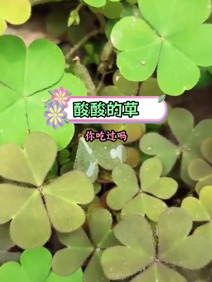 我们叫它"酸溜子"