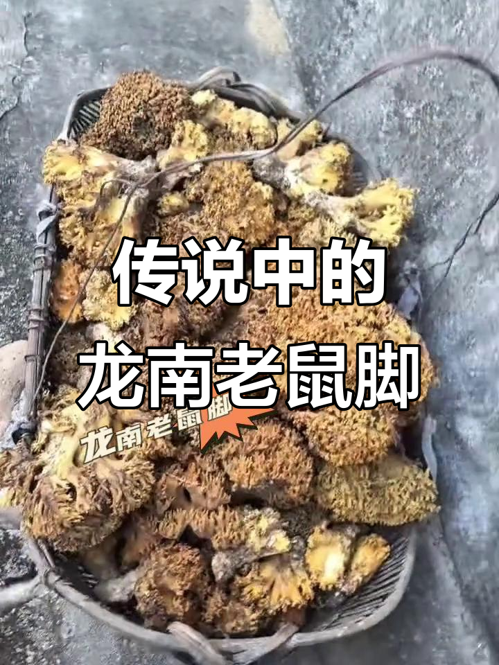 龙南"老鼠脚":大自然馈赠的神奇食材,竟是珊瑚菌