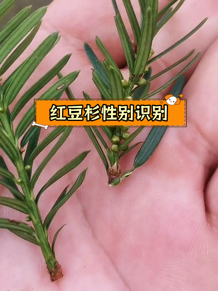 红豆杉识别特征图片