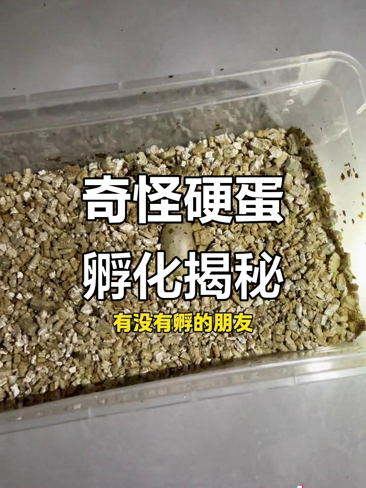 这枚蛇蛋硬得离谱,竟然能孵出啥?