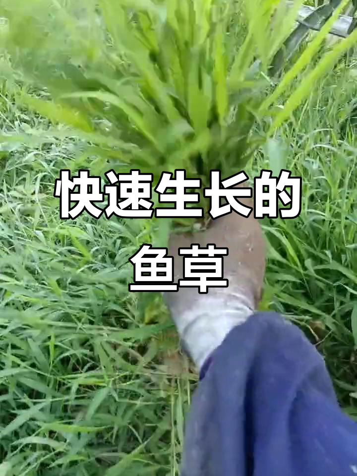 鱼草一天长一两,抢着吃!