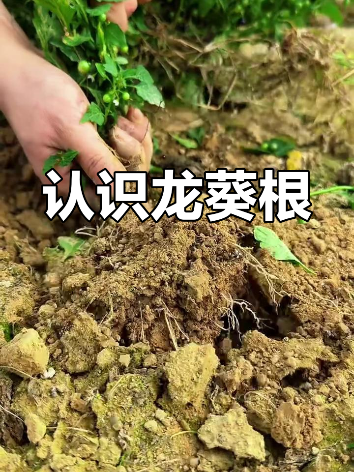 龙葵根的乡村故事:从采挖到晾晒,了解这种神奇植物