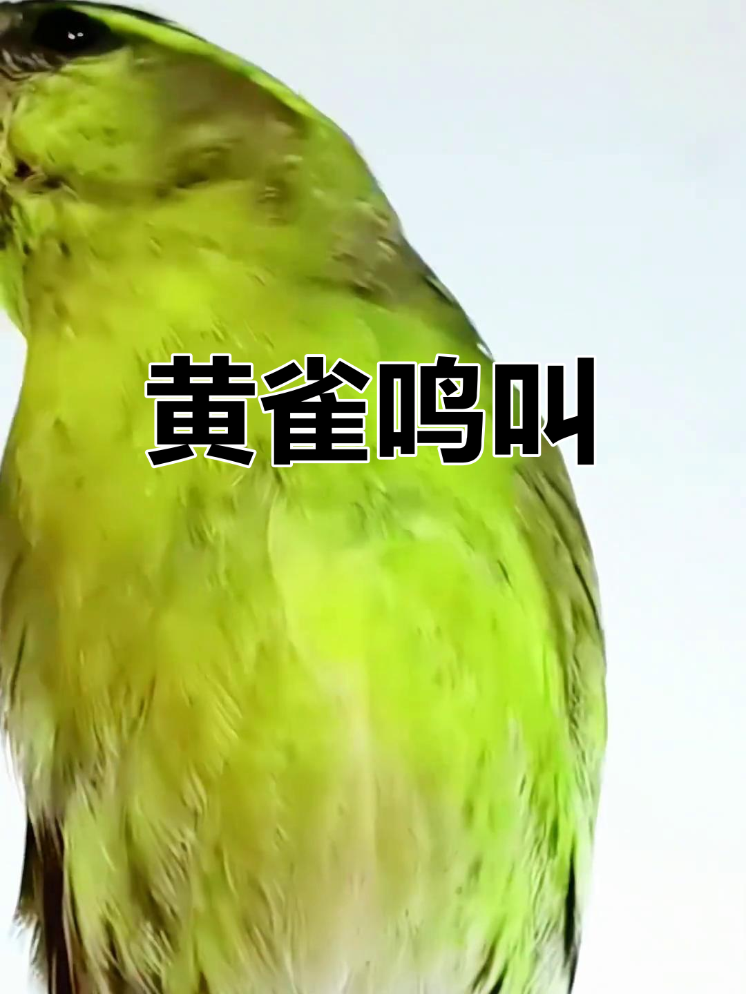 黄雀鸟的清脆叫声