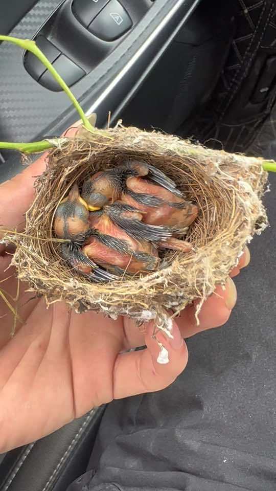 丢在地上的绣眼鸟窝,太可怜了就救助一下 爱鸟护鸟 爱护大自然保护