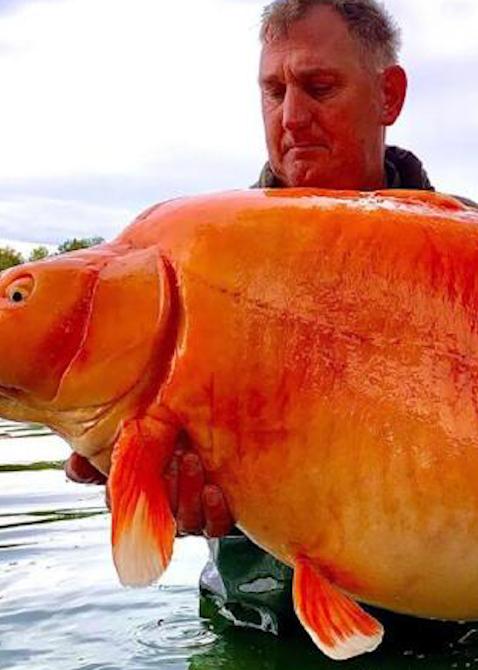 男子钓到世界最大锦鲤重30公斤已活了20年