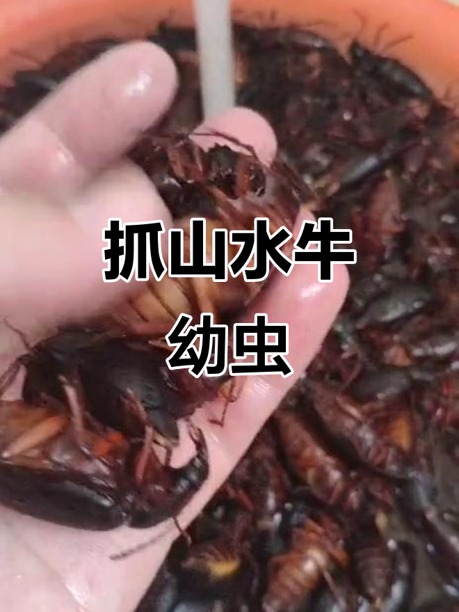 临沂山水牛幼虫捕捉记,雨后收获满满