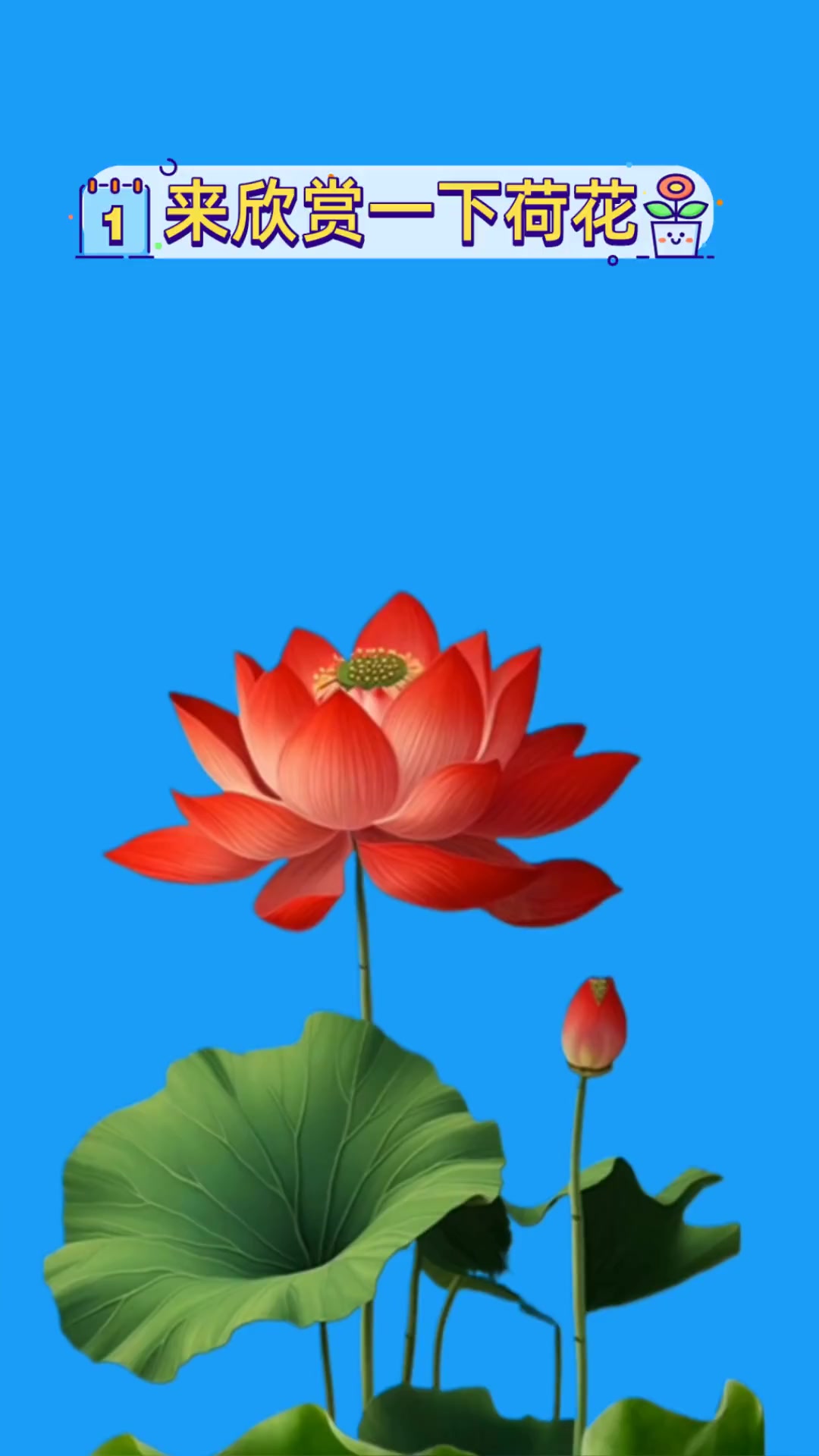 来欣赏一下荷花