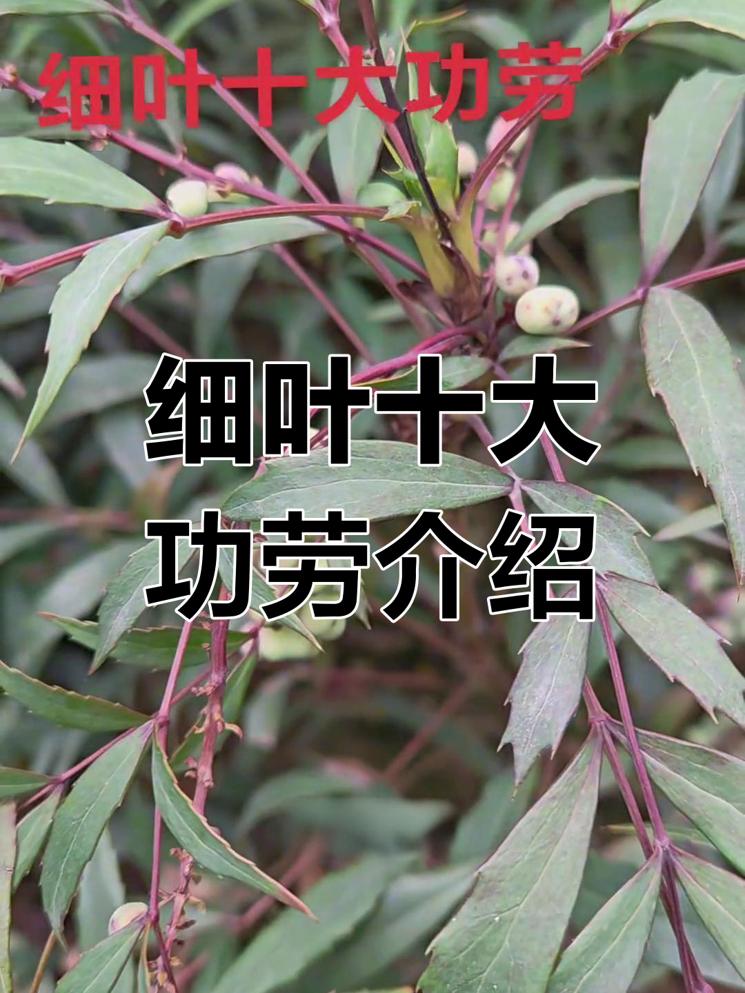 细叶十大功劳:黄花绿叶,典雅美观的独特植物