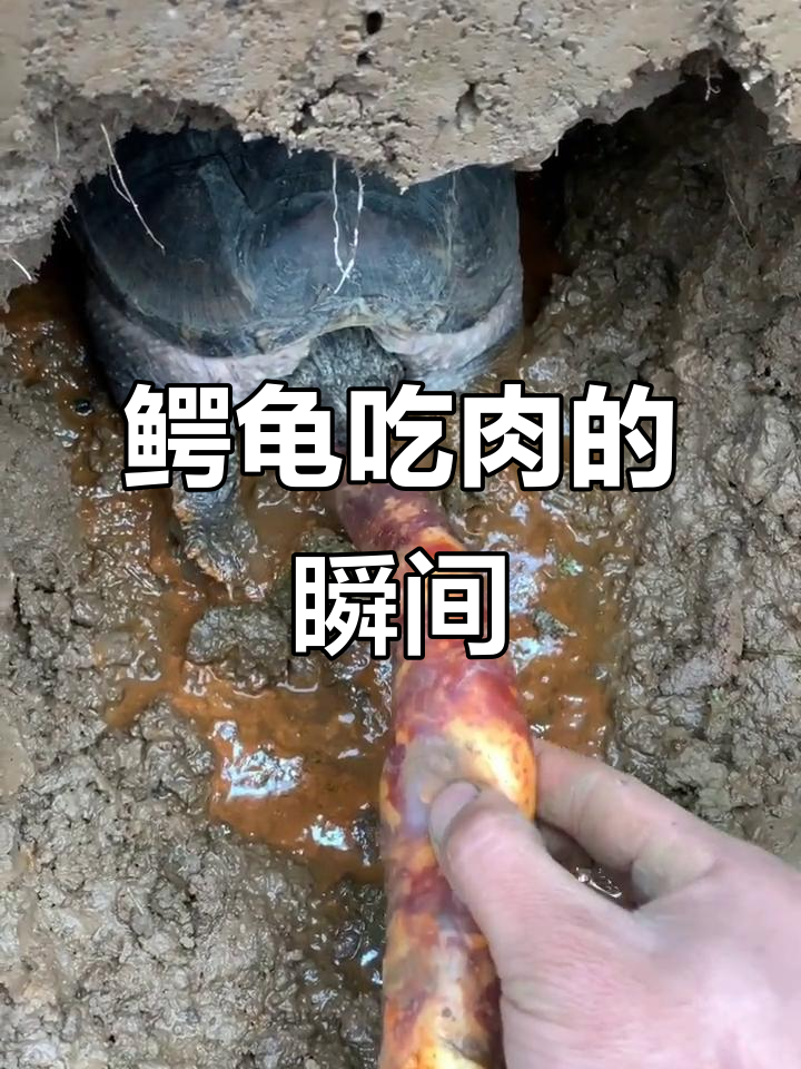 鳄龟捕食小鱼,肉食性惊人