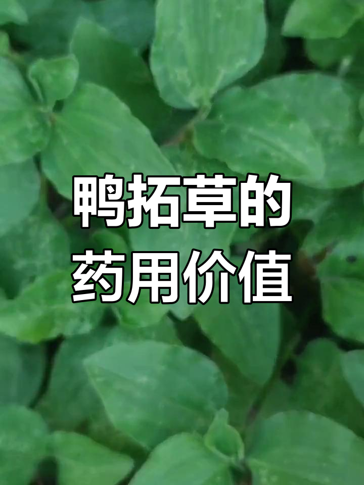 鸭拓草,淡蓝花,野菜兼药材,全株皆可入药