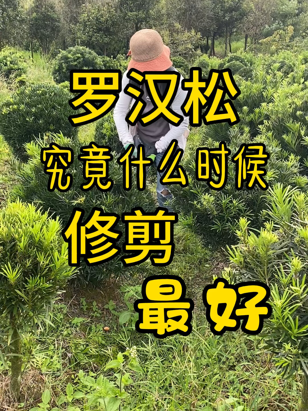 罗汉松究竟什么时候修剪最好