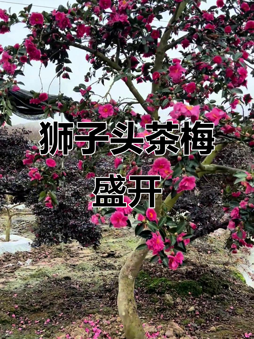 狮子头茶梅开花,美丽如画,快来欣赏!