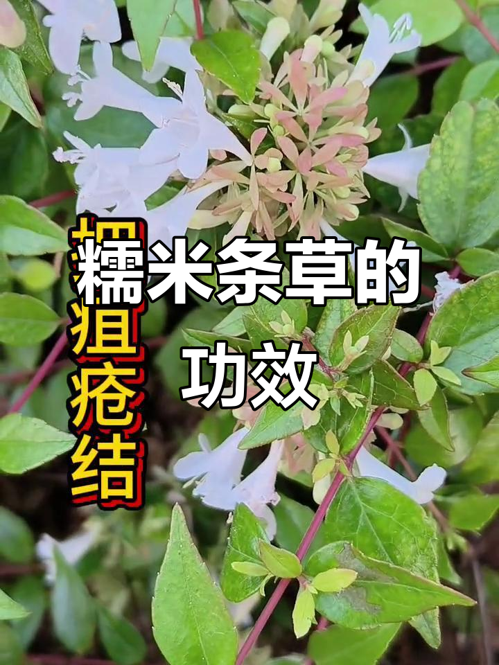 糯米条草的药用功效与作用,了解一下