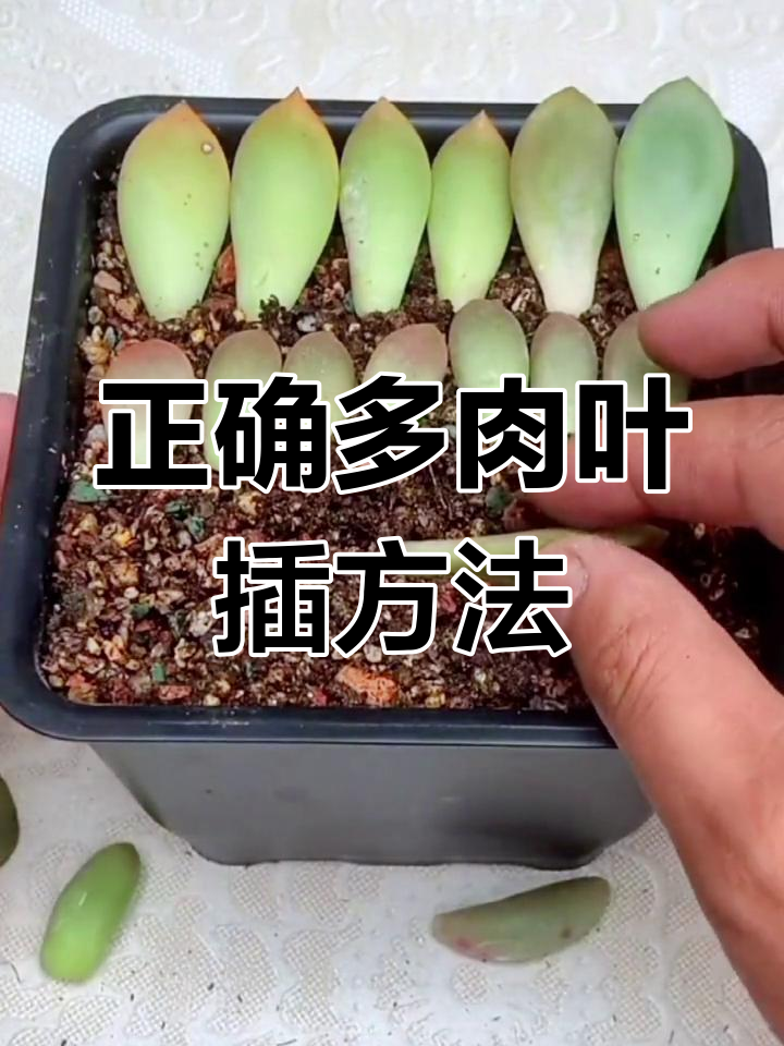 多肉扦插繁殖过程