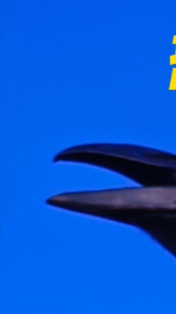 蜘蛛相亲(泰国金属蓝捕鸟蛛配对)