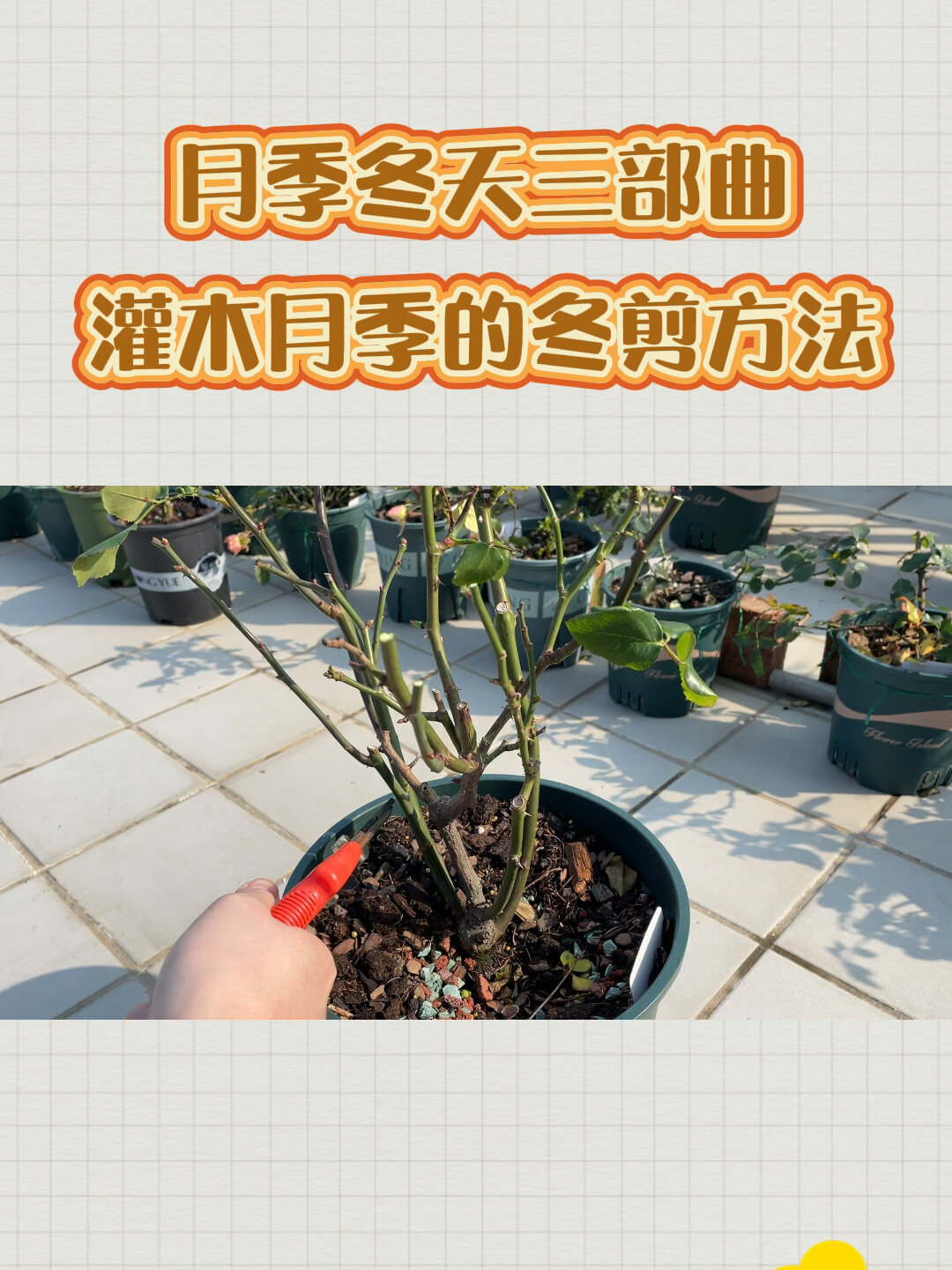 月季花冬季剪枝方法图片