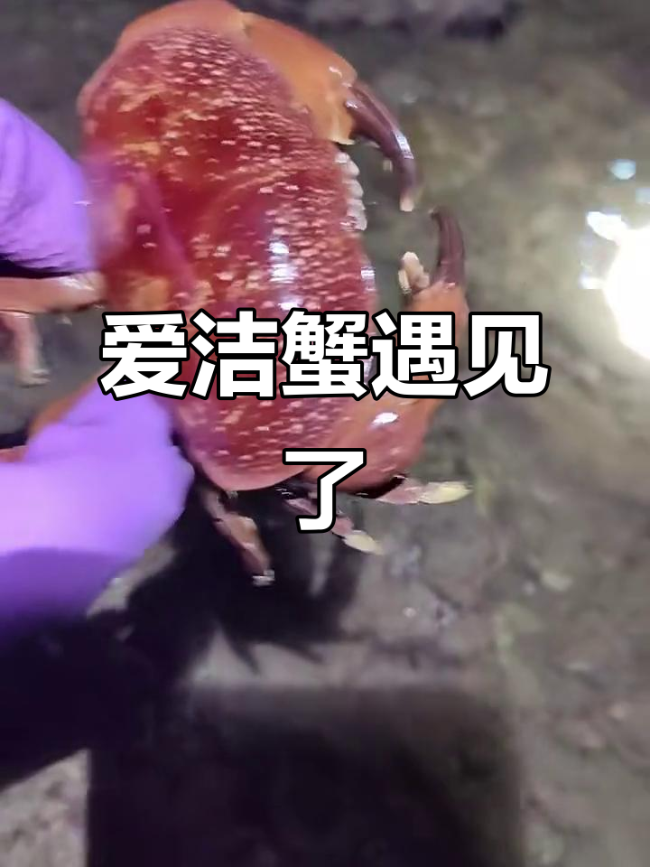 赶海遇到大螃蟹,可惜是爱洁蟹