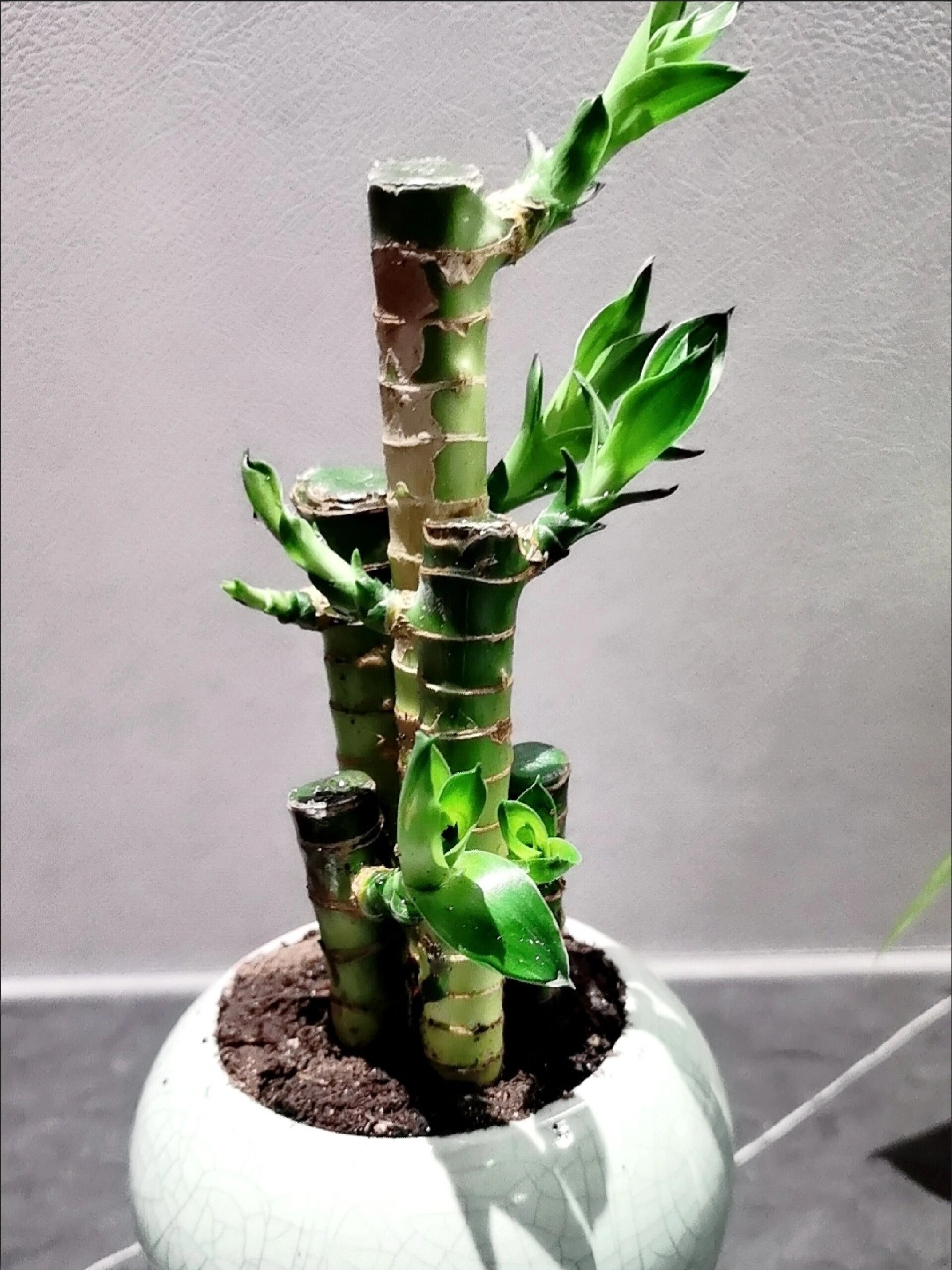 桌面迷你盆栽～节节高升 富贵竹