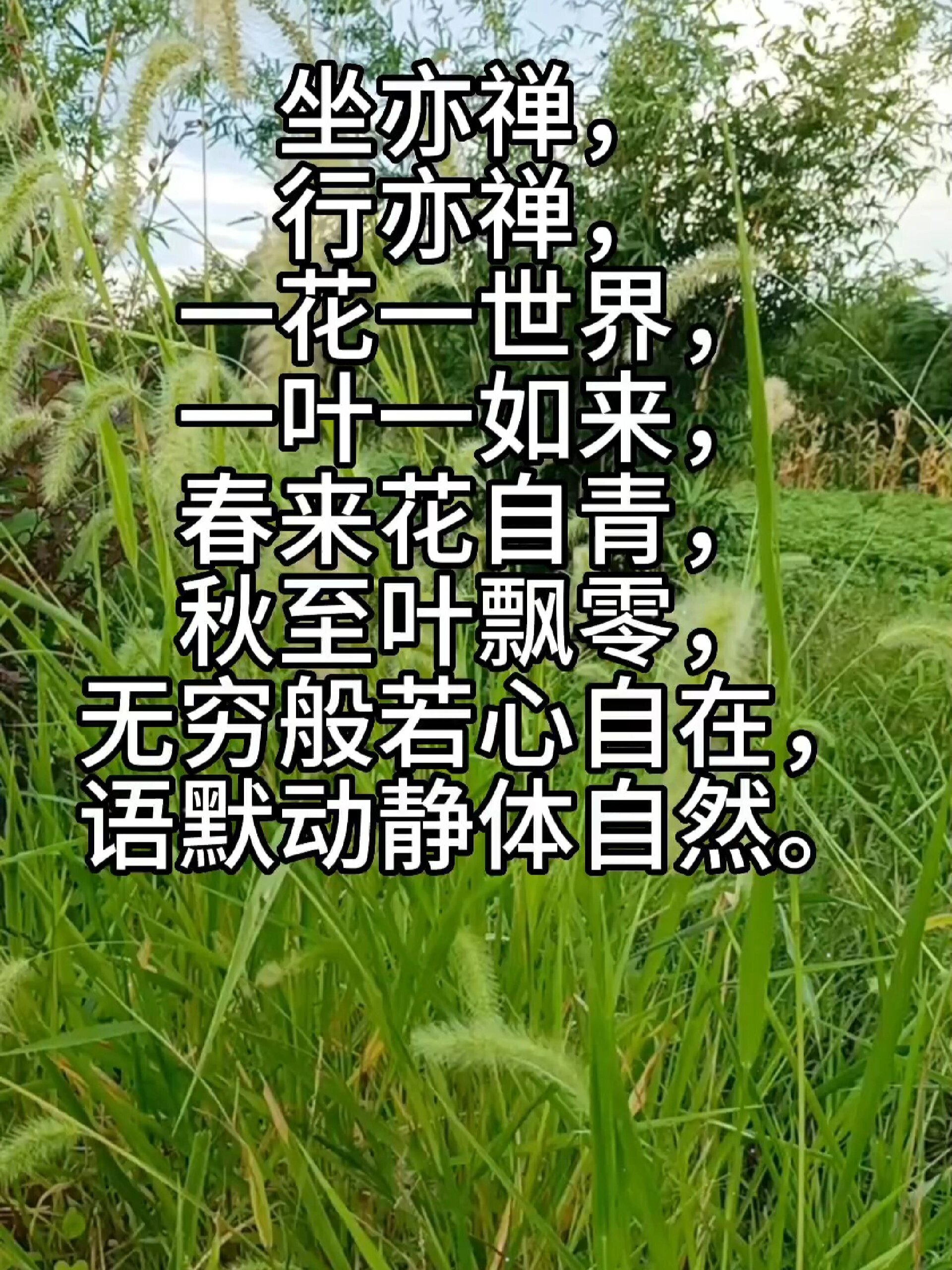 修心养性‖禅语句子,句句经典,多读受益