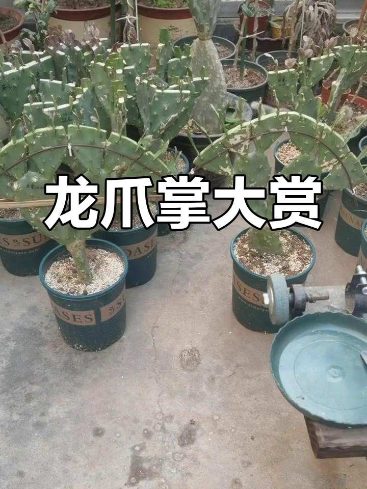 家里几颗龙爪掌,形态各异超有趣