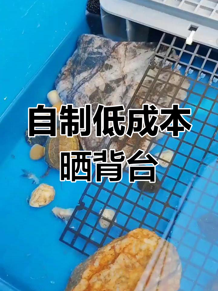 动手做乌龟晒台,成本低廉又实用!
