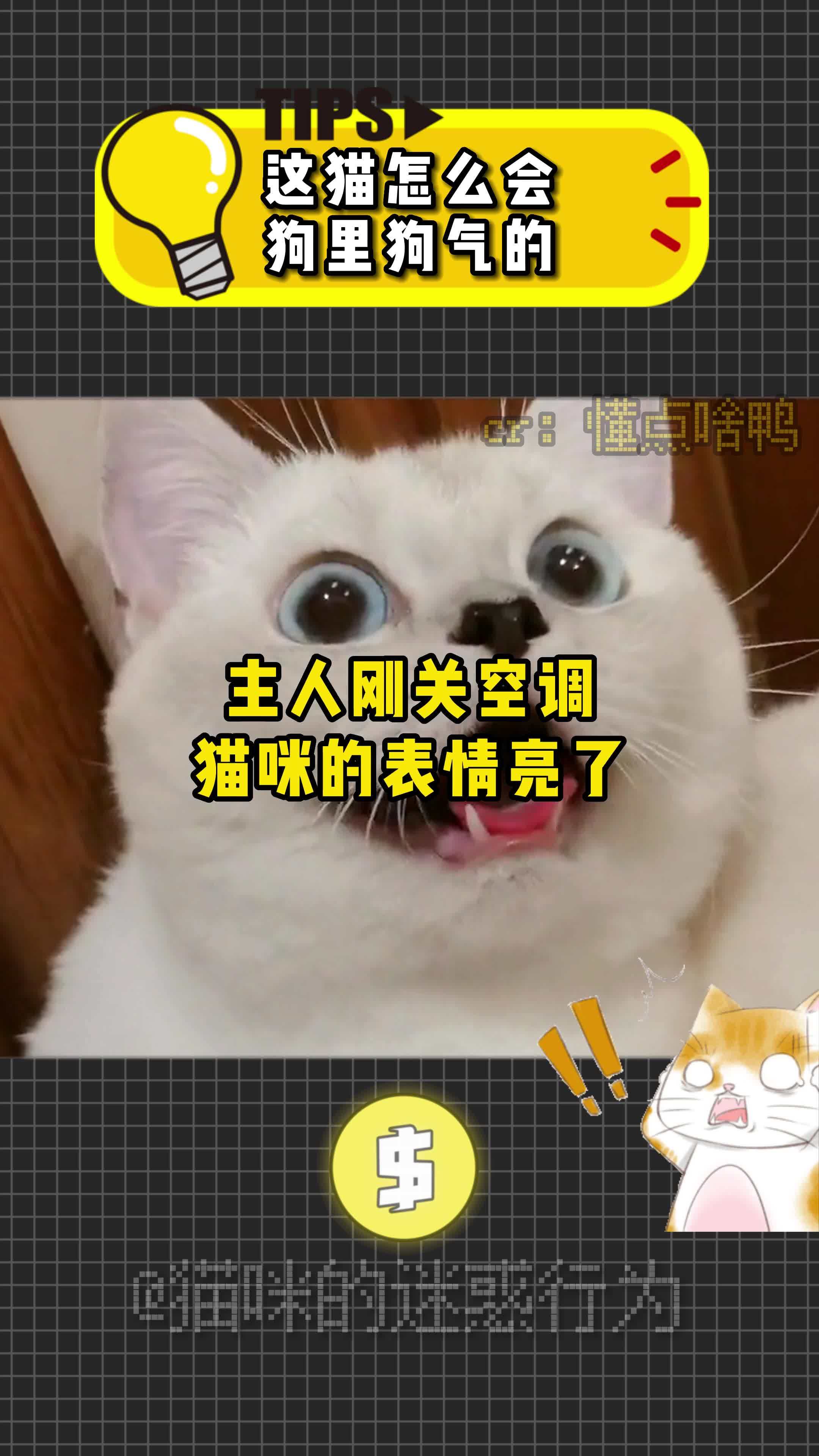 这猫怎么变得"狗里狗气"的……猫咪成精 猫咪的迷惑行为 猫咪表情包