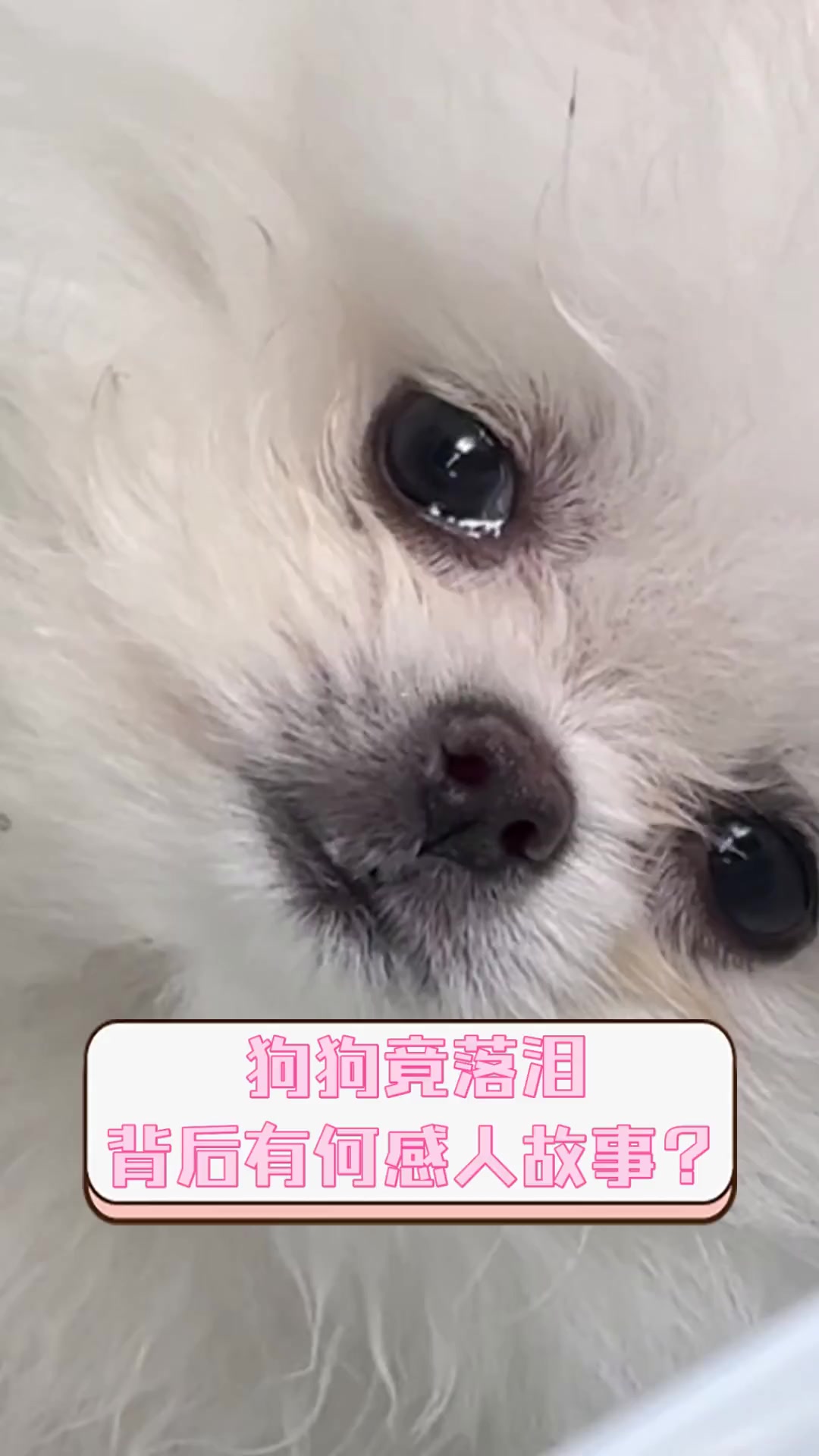 狗狗为什么哭