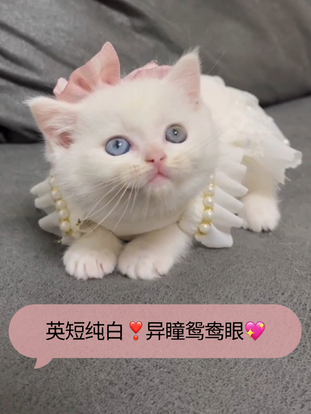 英短纯白异瞳鸳鸯眼,像个小公主一样可爱