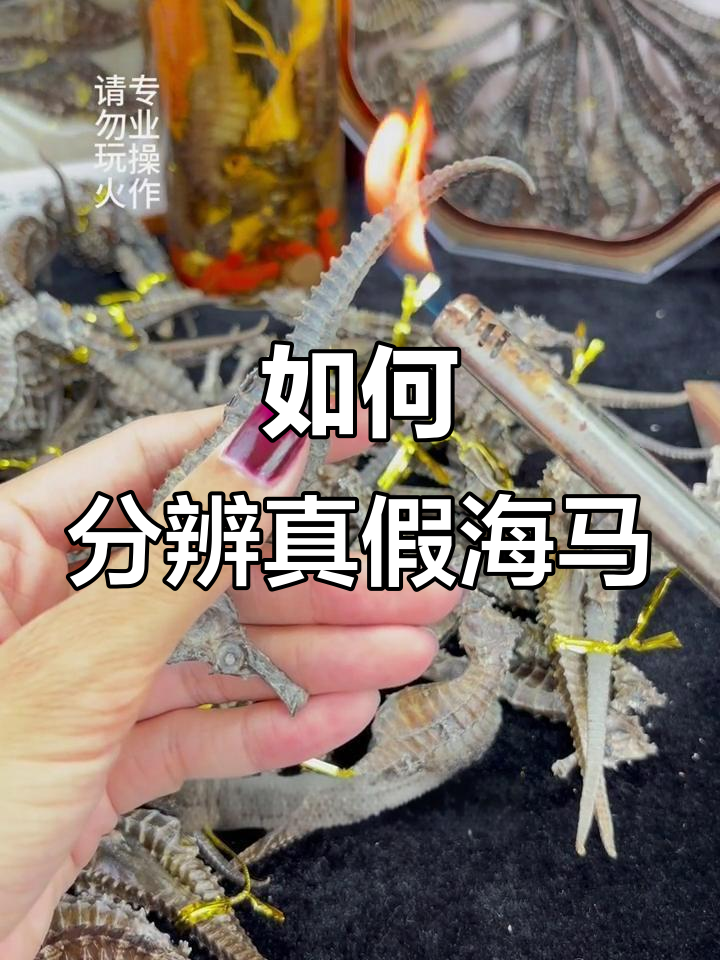 辨别海马真伪,塑料与天然如何区分?