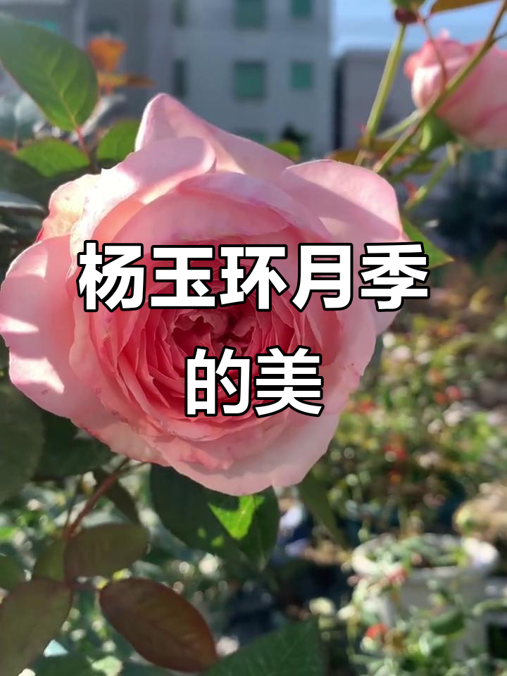 杨玉环月季:花如其名,美得让人陶醉