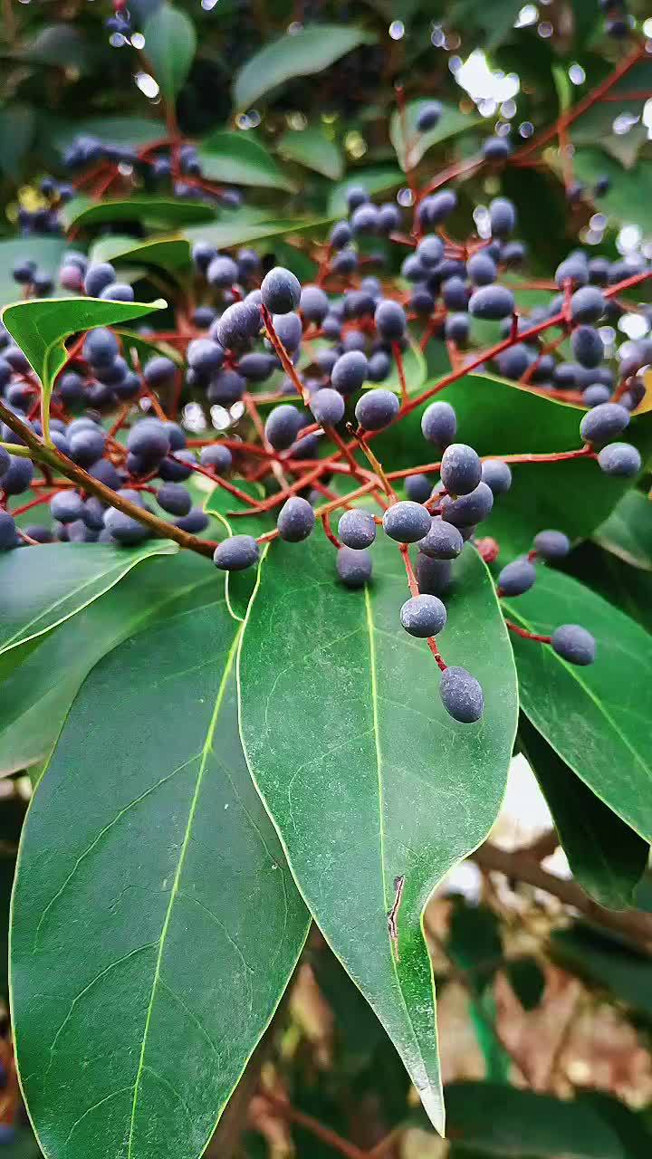 初冬,硕果累累的女贞子,地上铺满了干枯的落叶 感受大自然的气息和