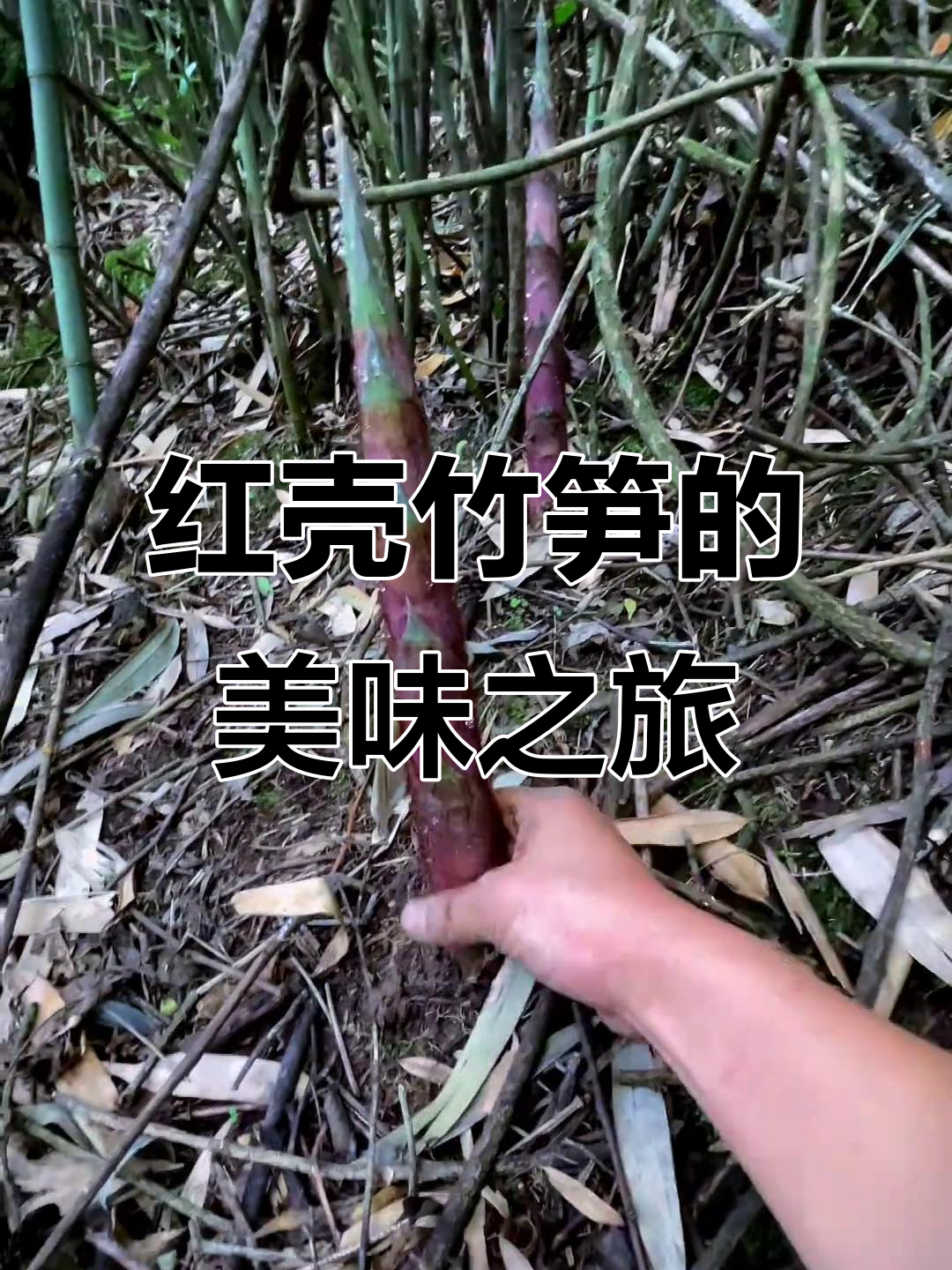 红壳笋口感绝佳,凉拌炒菜皆美味!