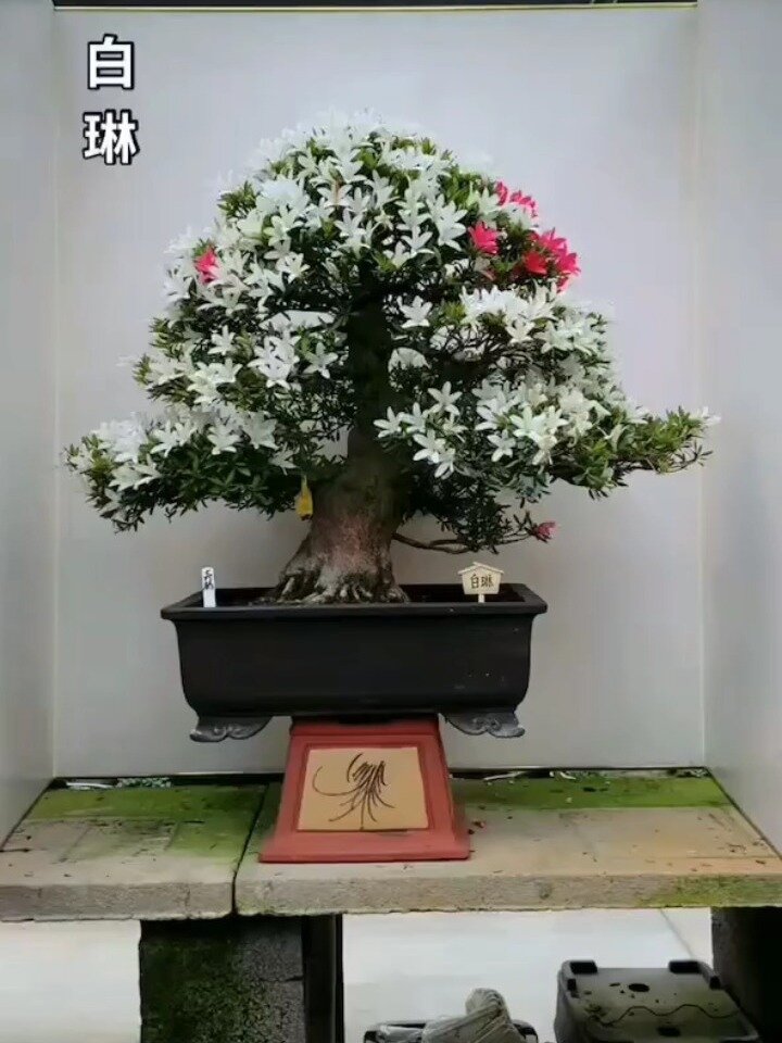 杜鹃白琳非常漂亮开花了