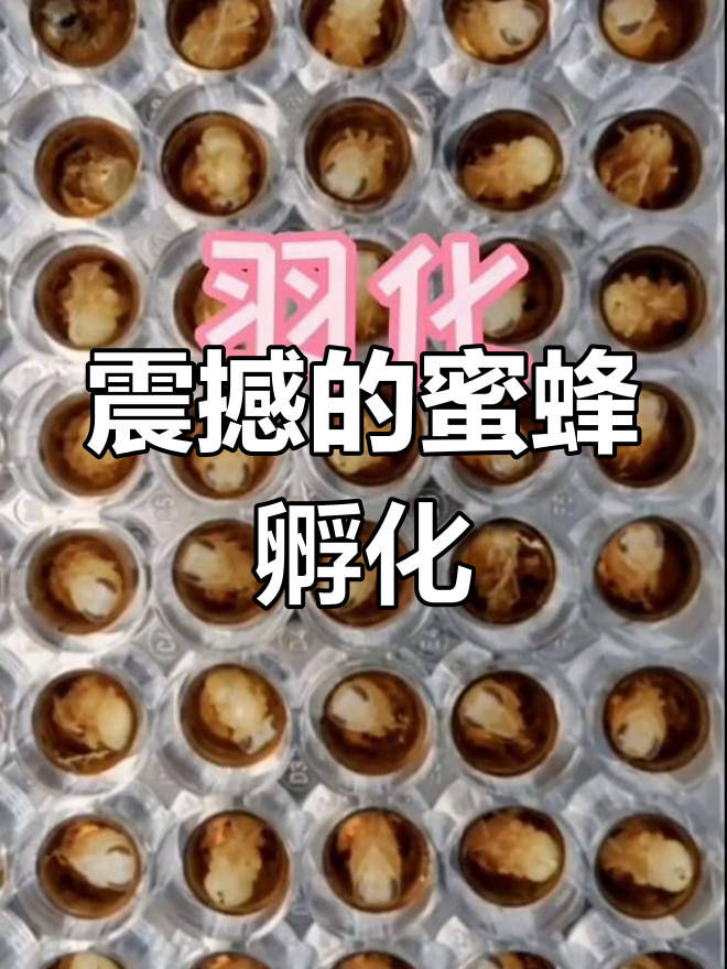 蜜蜂孵化全过程,揭秘生命的奇迹