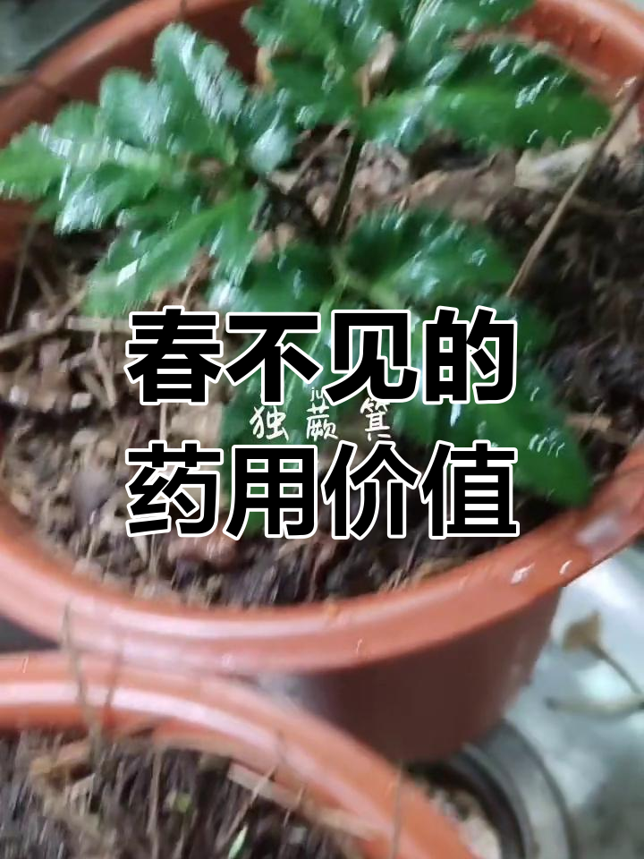 野生春不见草药图片图片