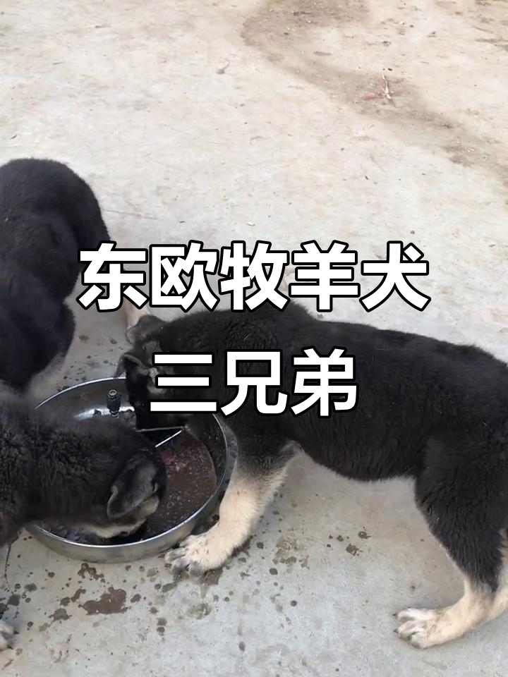 东欧牧羊犬售卖网站_东欧牧羊犬交易吧