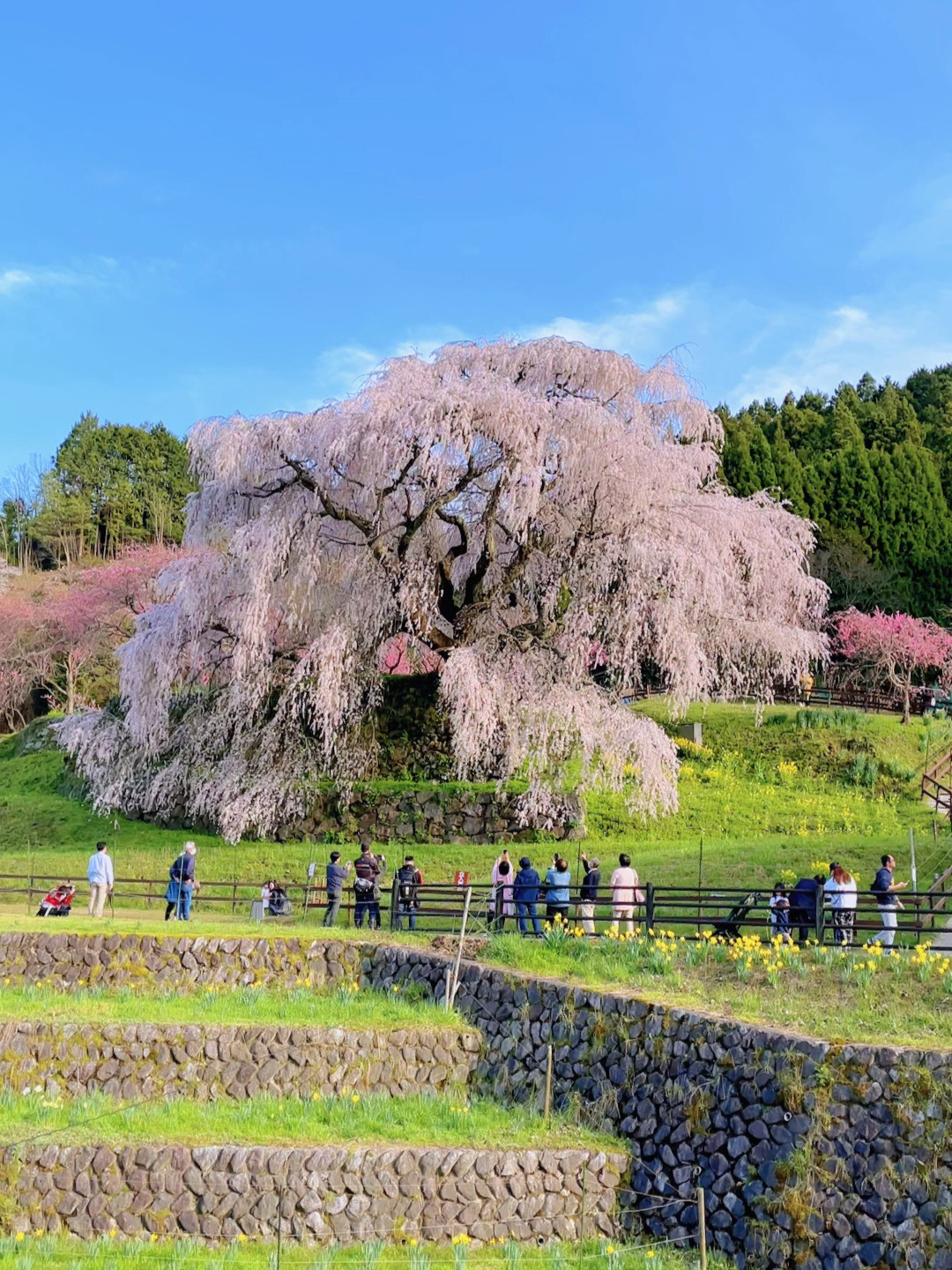 奈良一棵三百年树龄的巨大樱花树
