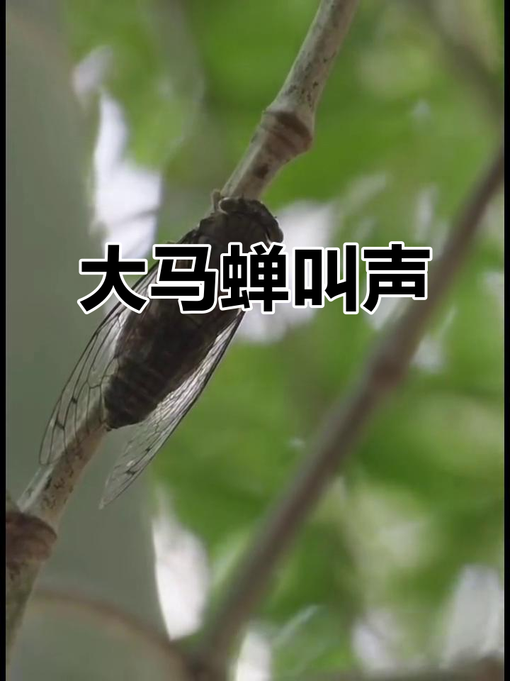 大马蝉鸣叫,声音清脆悦耳