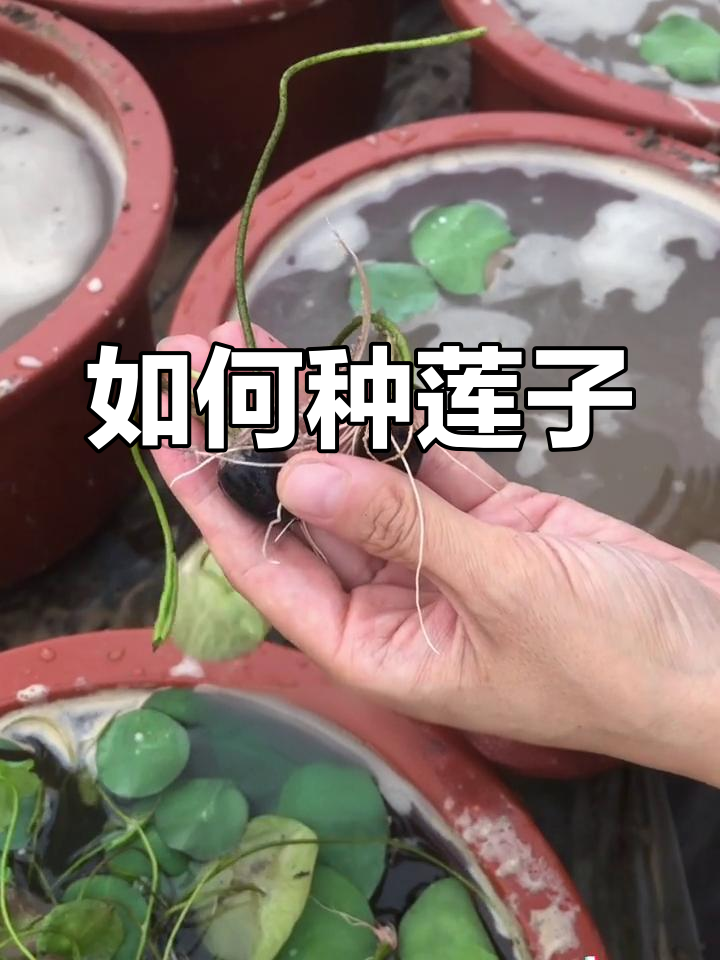 莲子定植技巧:何时可以种植?
