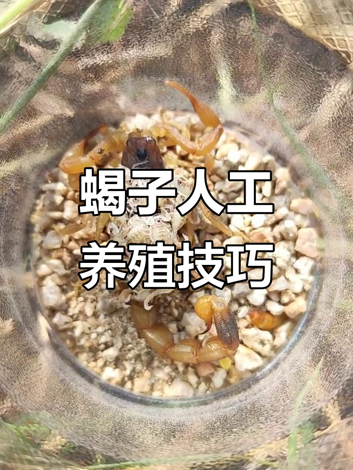 蝎子养殖技术揭秘:从种蝎到幼蝎,四到五个月就能长成