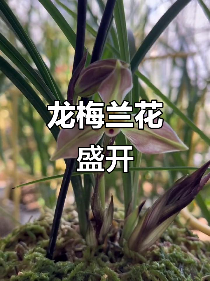 春兰龙梅的美丽自然开花,浓眉造型惊艳登场