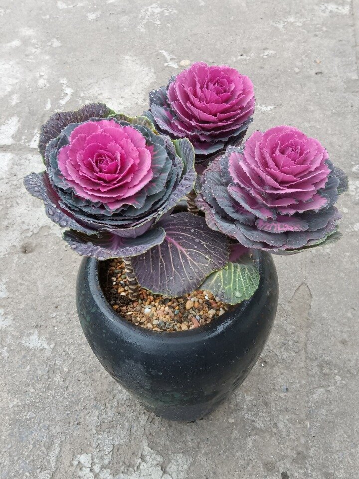 盆栽花卉:玫瑰甘蓝