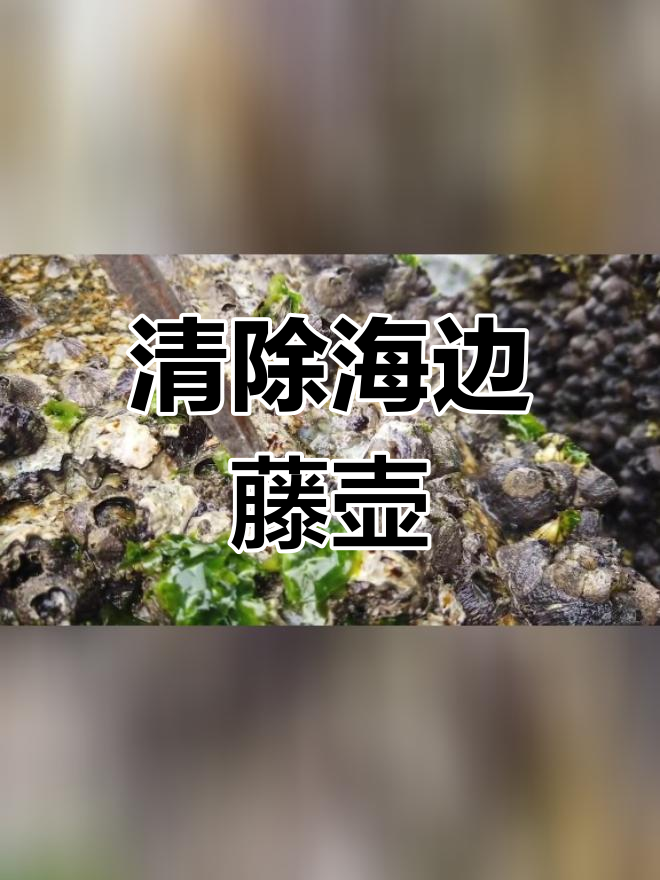 藤壶危害图片