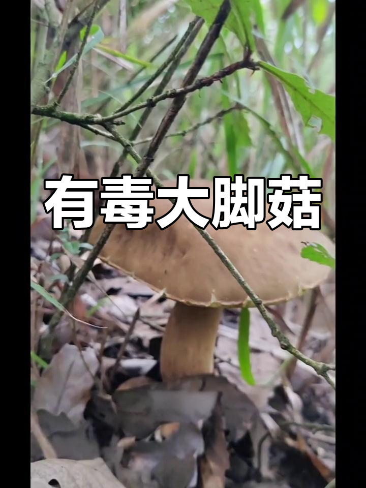 野外遇到这种蘑菇,千万别碰!它有毒但香味十足