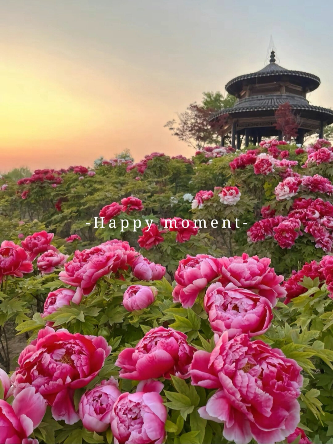 2024年第41届洛阳牡丹花会即将盛大开启